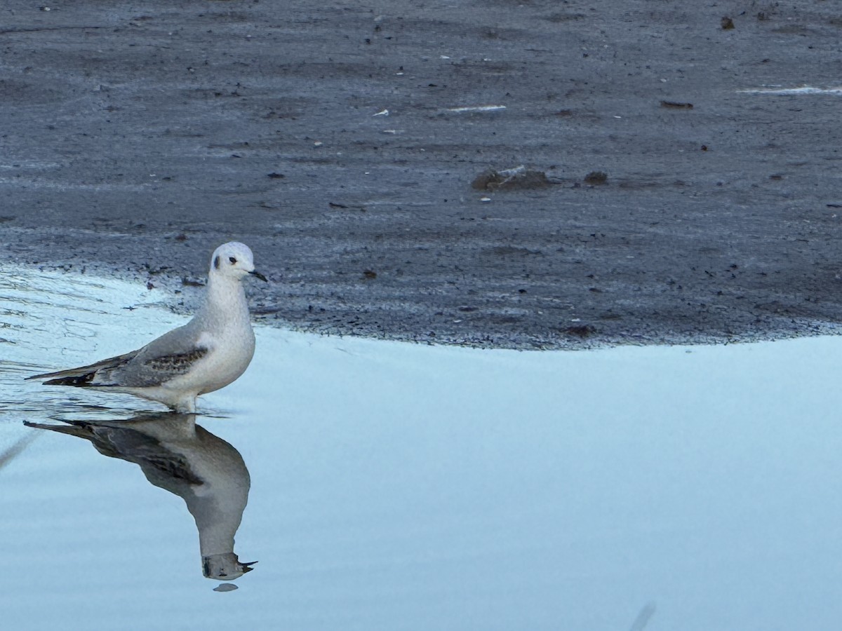 racek Bonapartův - ML645659789