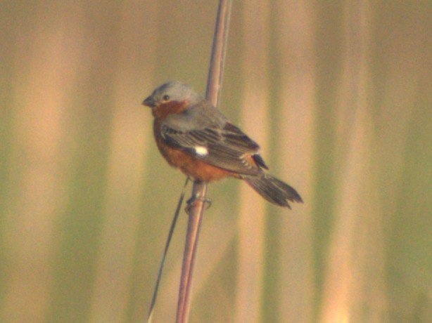 Rufous-rumped Seedeater - ML645659793
