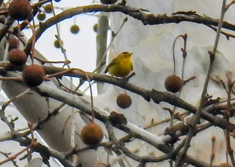 Wilson's Warbler - ML645659798