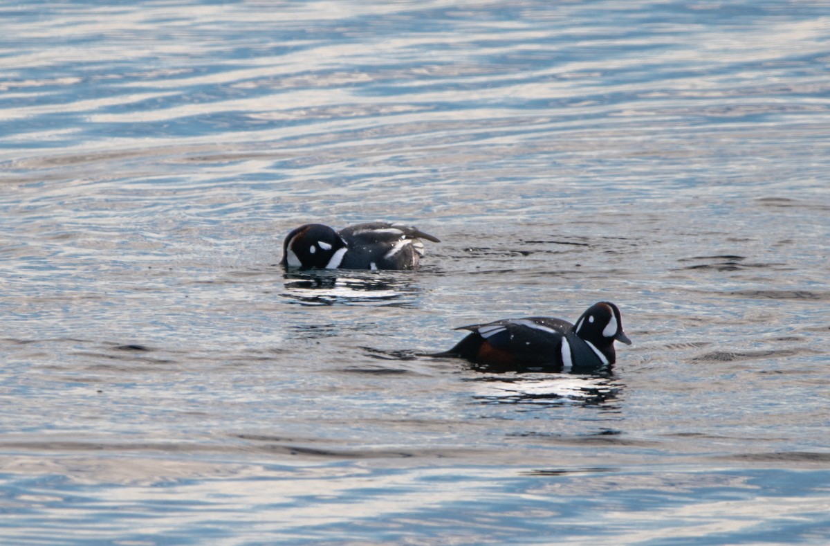 Harlequin Duck - ML645659800