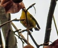 Wilson's Warbler - ML645659804
