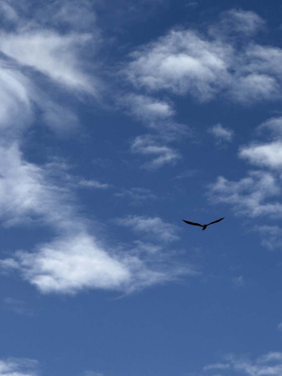 luněc americký - ML645659806