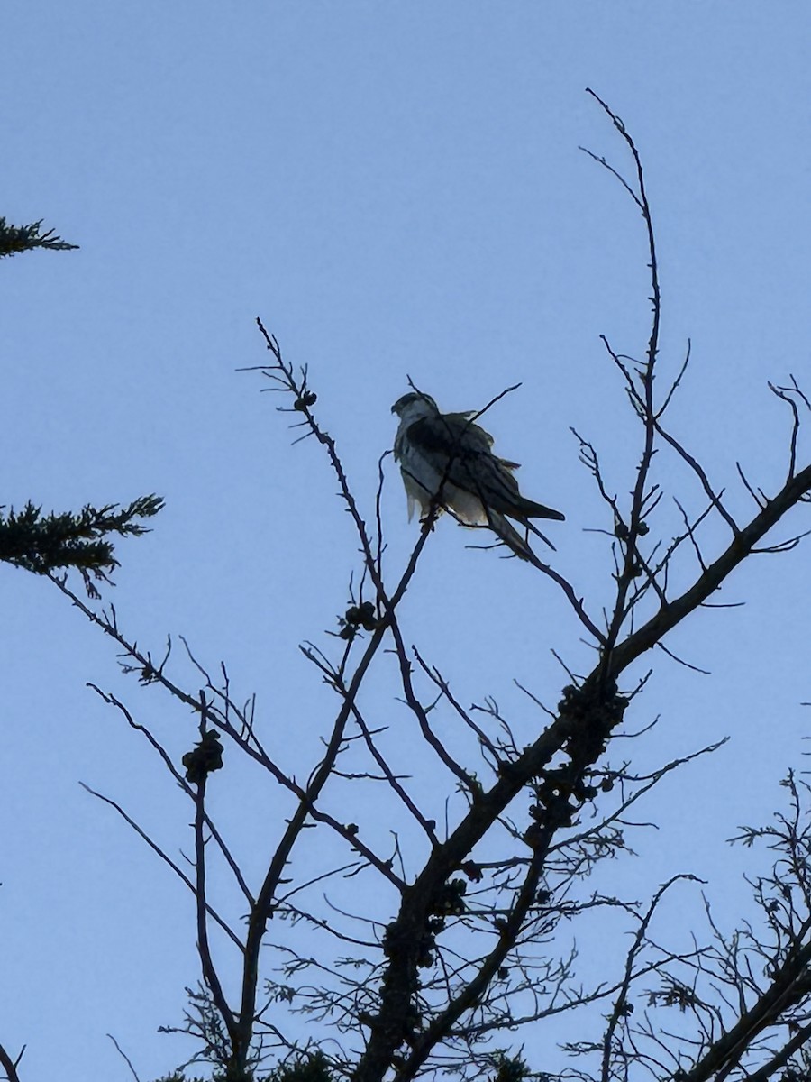 luněc americký - ML645659807