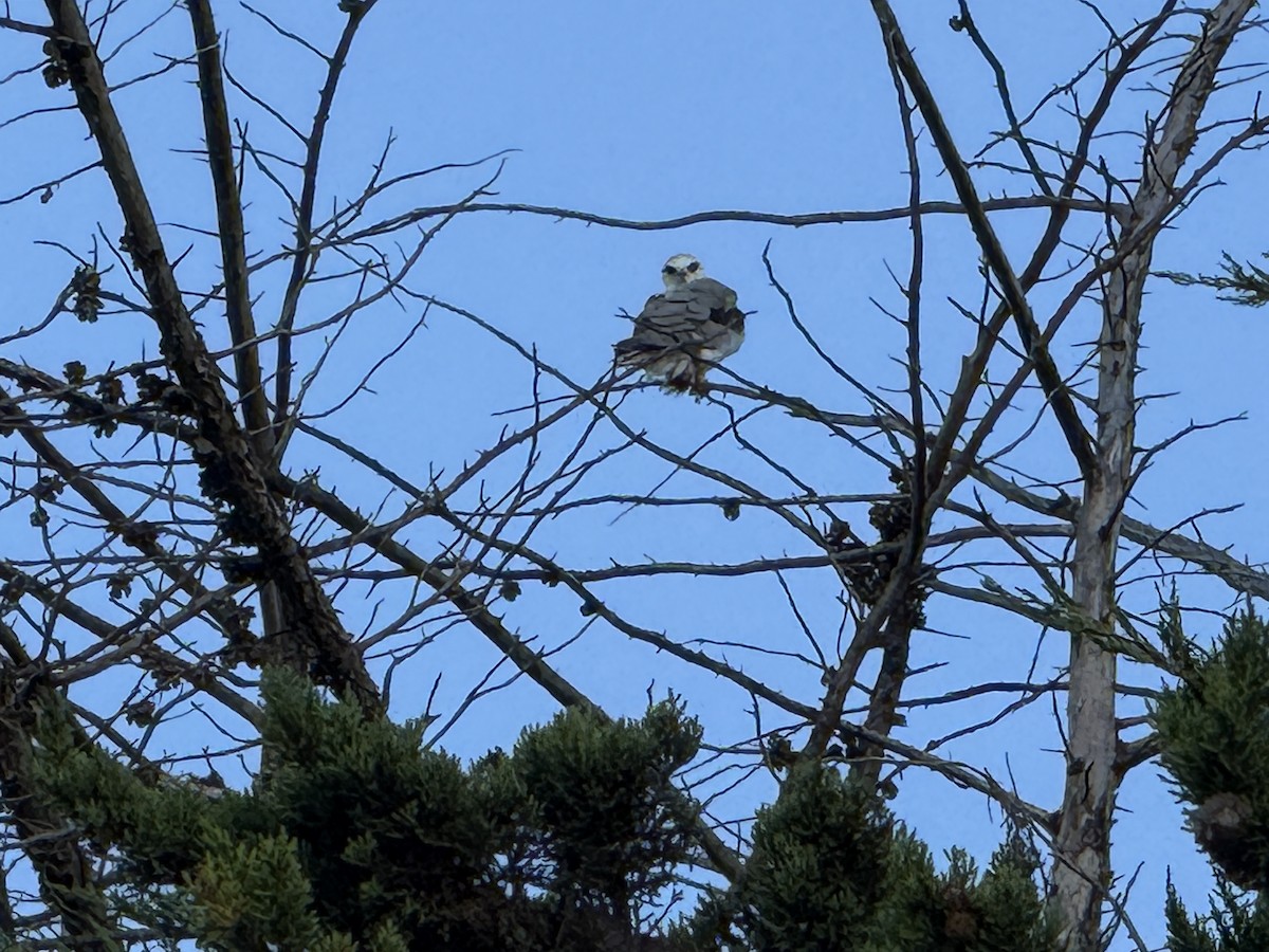 luněc americký - ML645659808