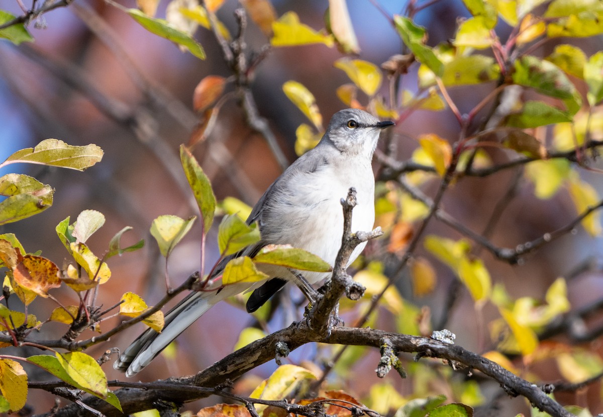 Northern Mockingbird - ML645659810