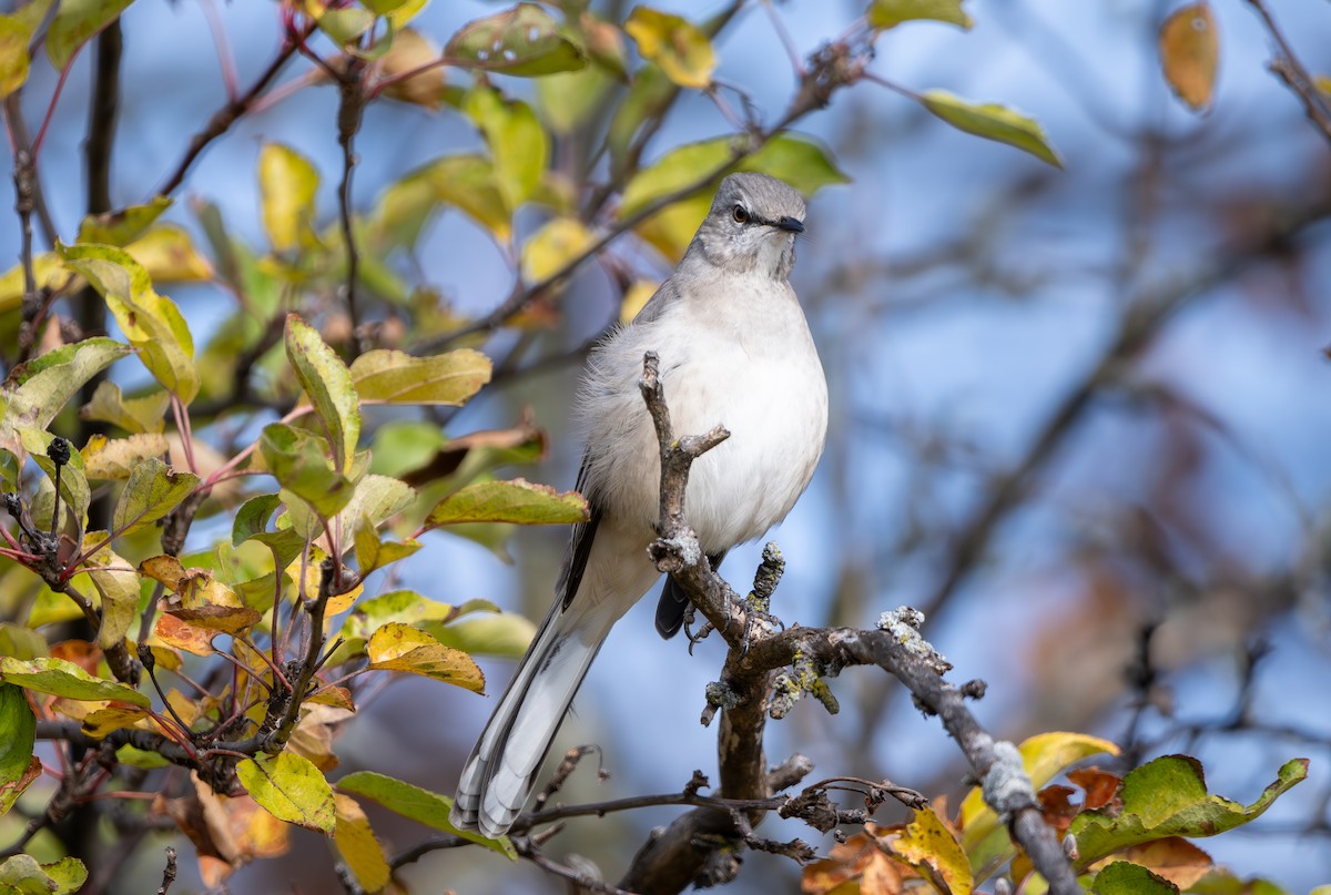 Northern Mockingbird - ML645659823