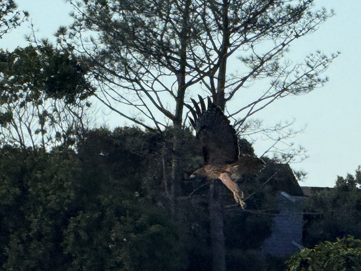 káně rudochvostá - ML645659824