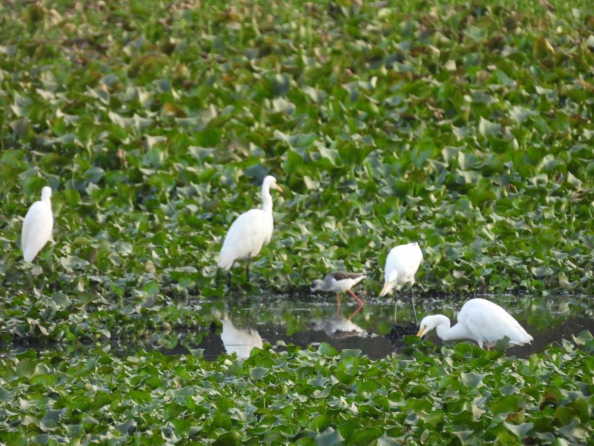 Zankaluze eurasiarra - ML645659829