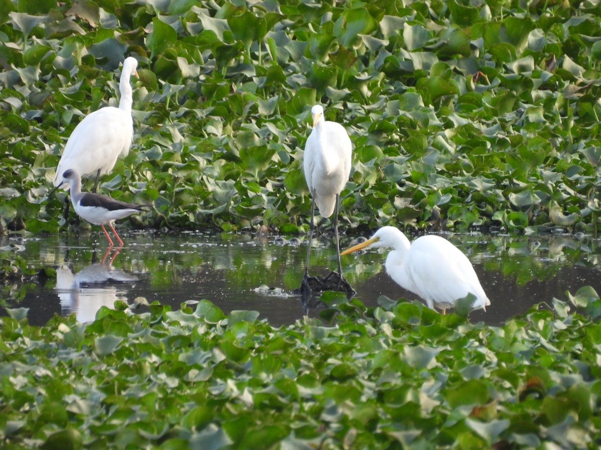 Zankaluze eurasiarra - ML645659830