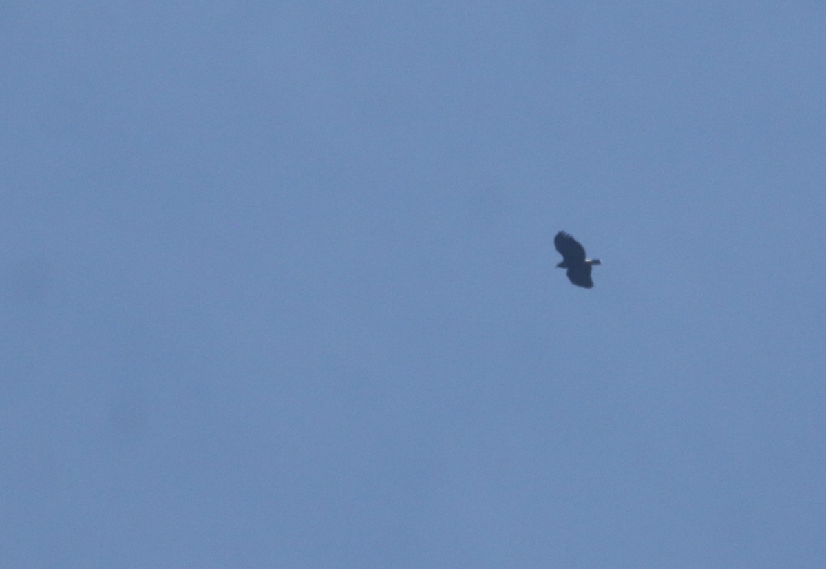 Great Black Hawk - ML645659837