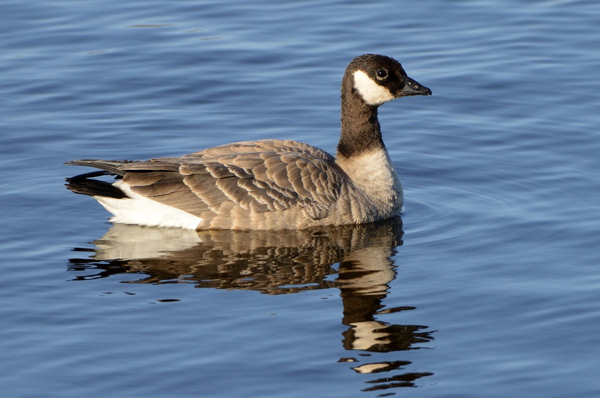 Cackling Goose - ML645659861