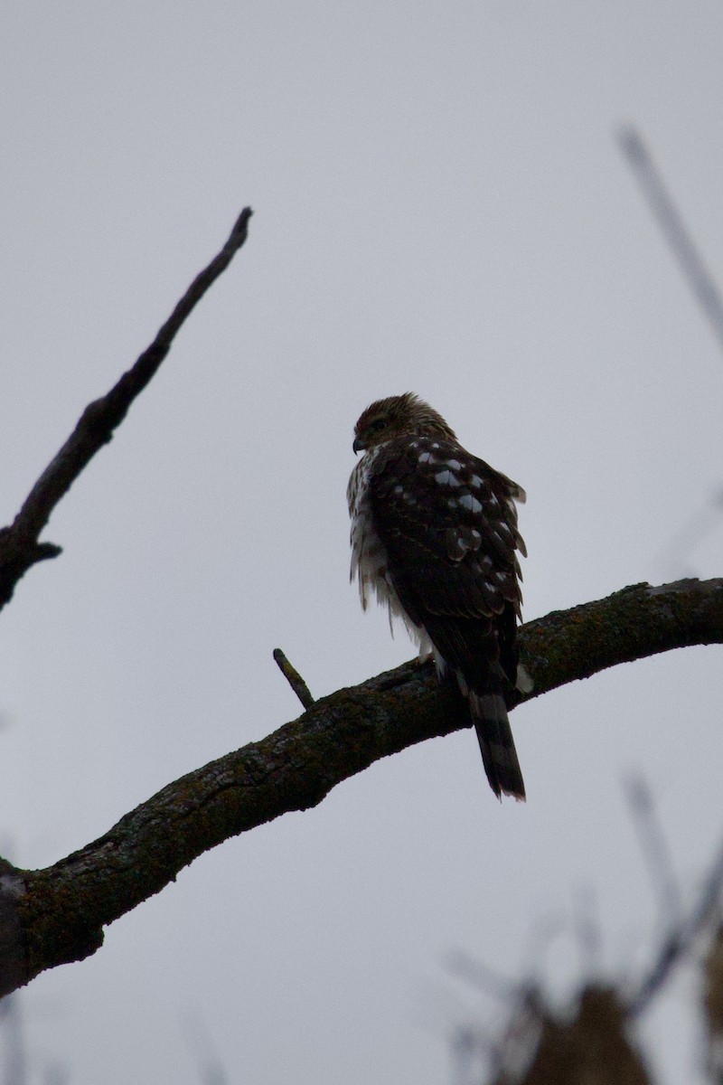Cooper's Hawk - ML645659871