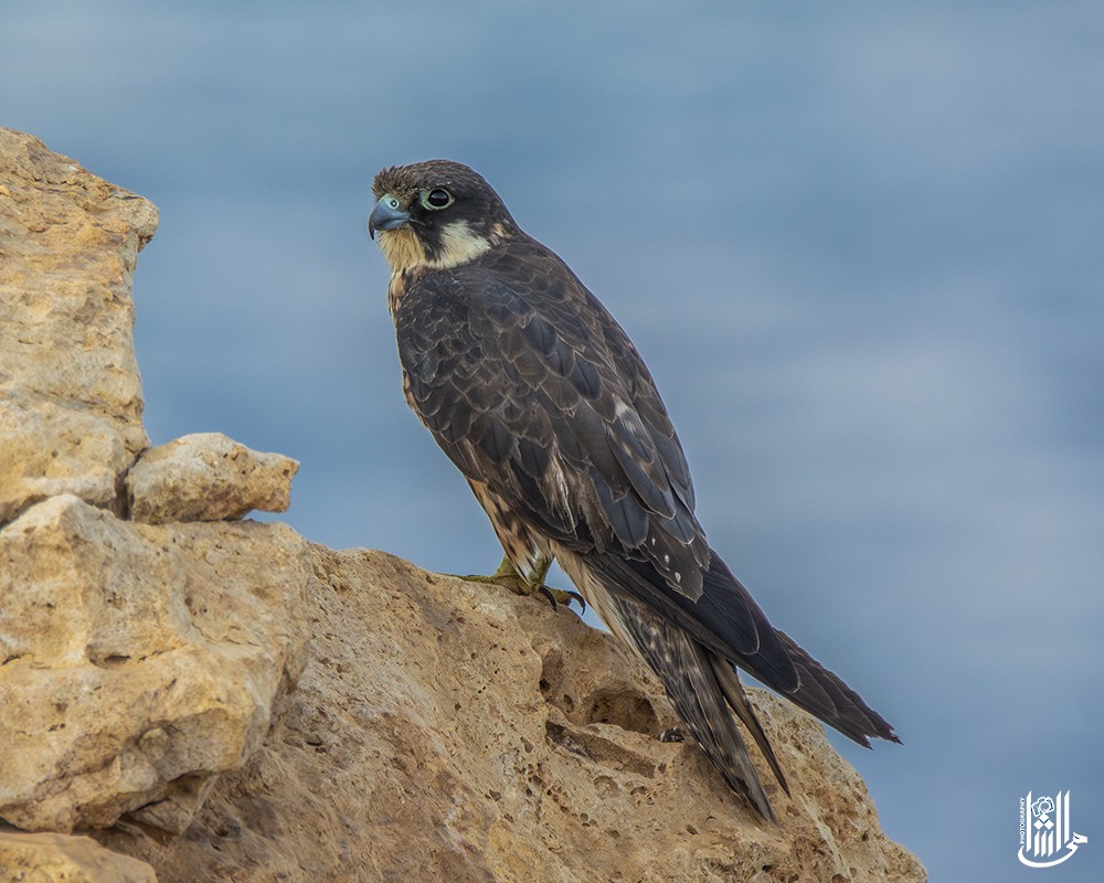 Eleonora's Falcon - ML645659872