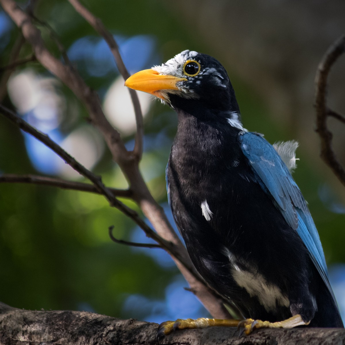 Yucatan Jay - ML645659875
