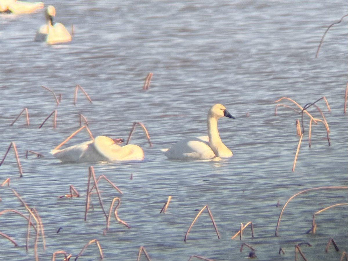 labuť malá - ML645659892