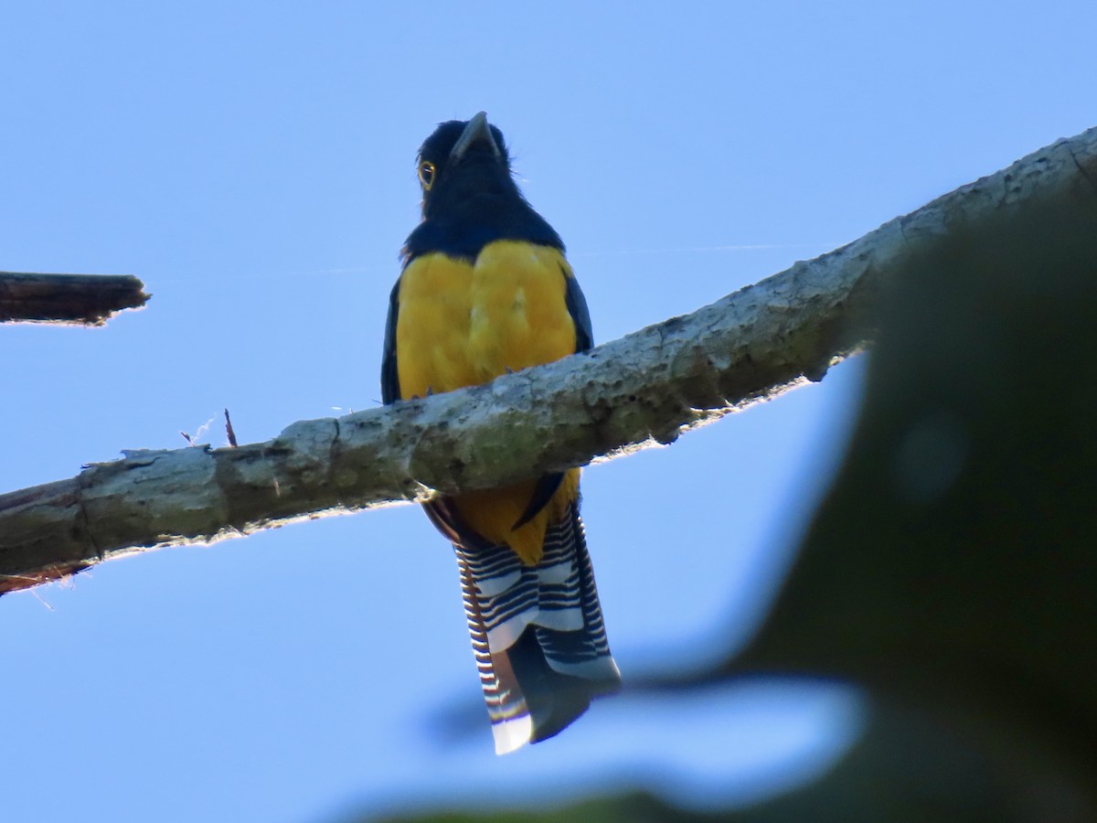 Gartered Violaceous Trogon - ML645659902