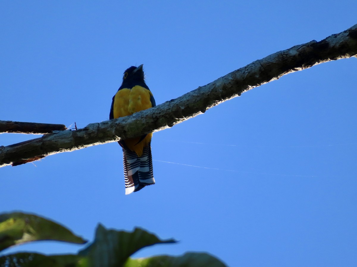 Gartered Violaceous Trogon - ML645659903