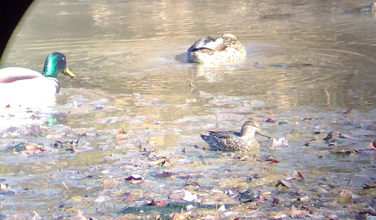 小水鴨 - ML645659908