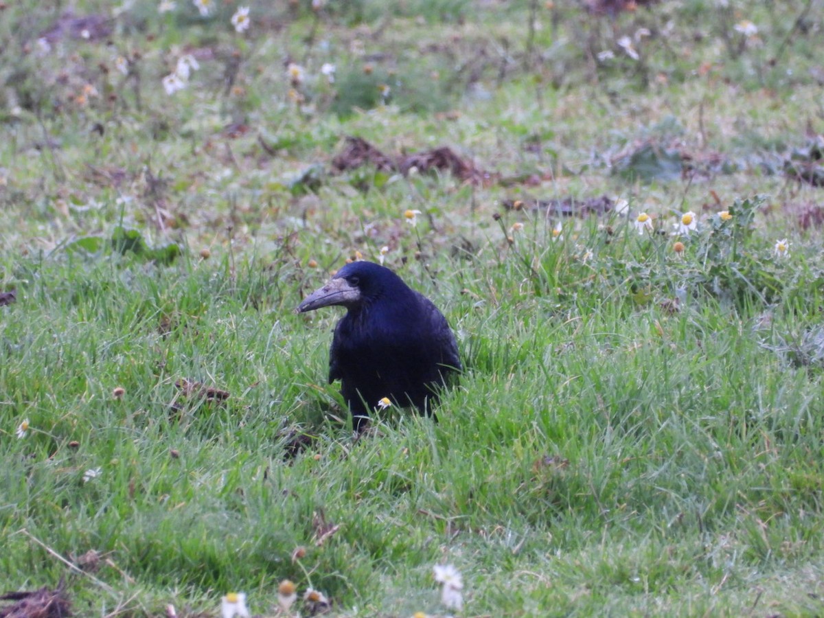 Ekin Kargası - ML645659909