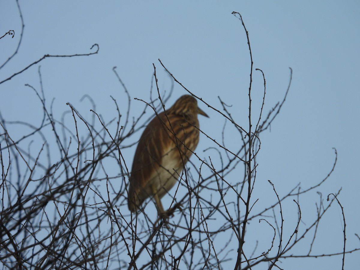 Indian Pond-Heron - ML645659911