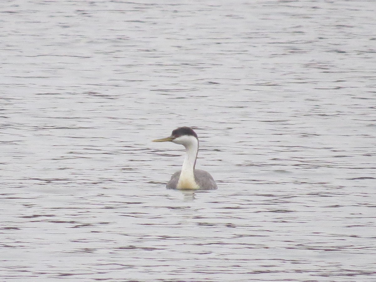 Western Grebe - ML645659917