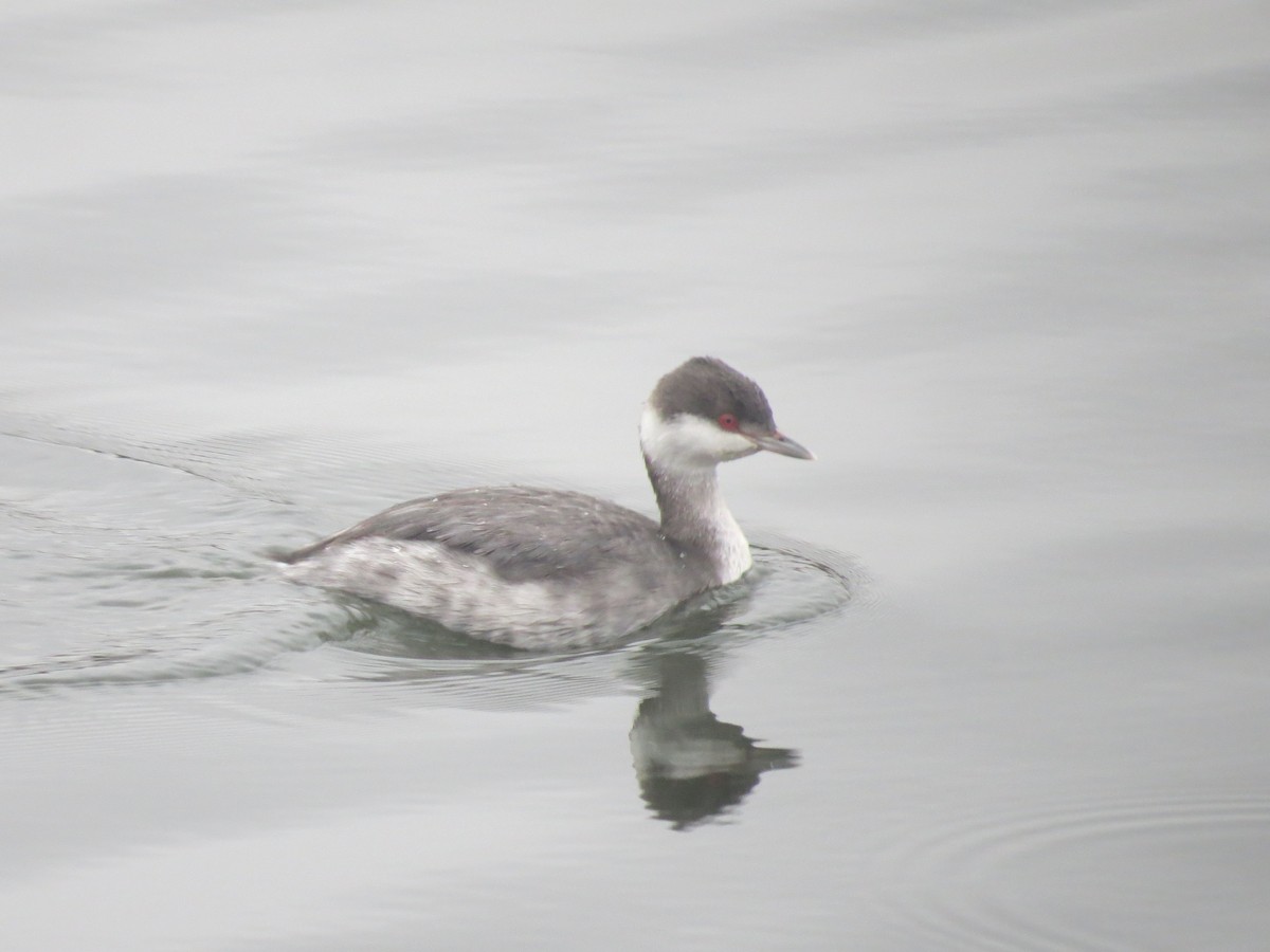 Horned Grebe - ML645659926
