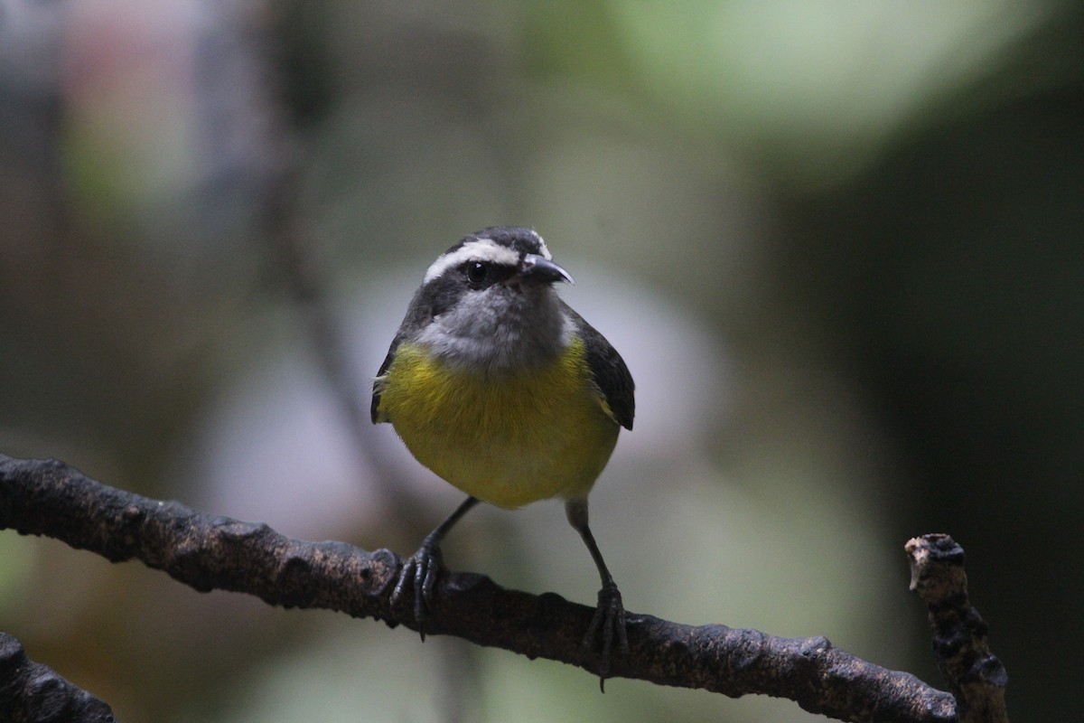 Sucrier à ventre jaune - ML645659928