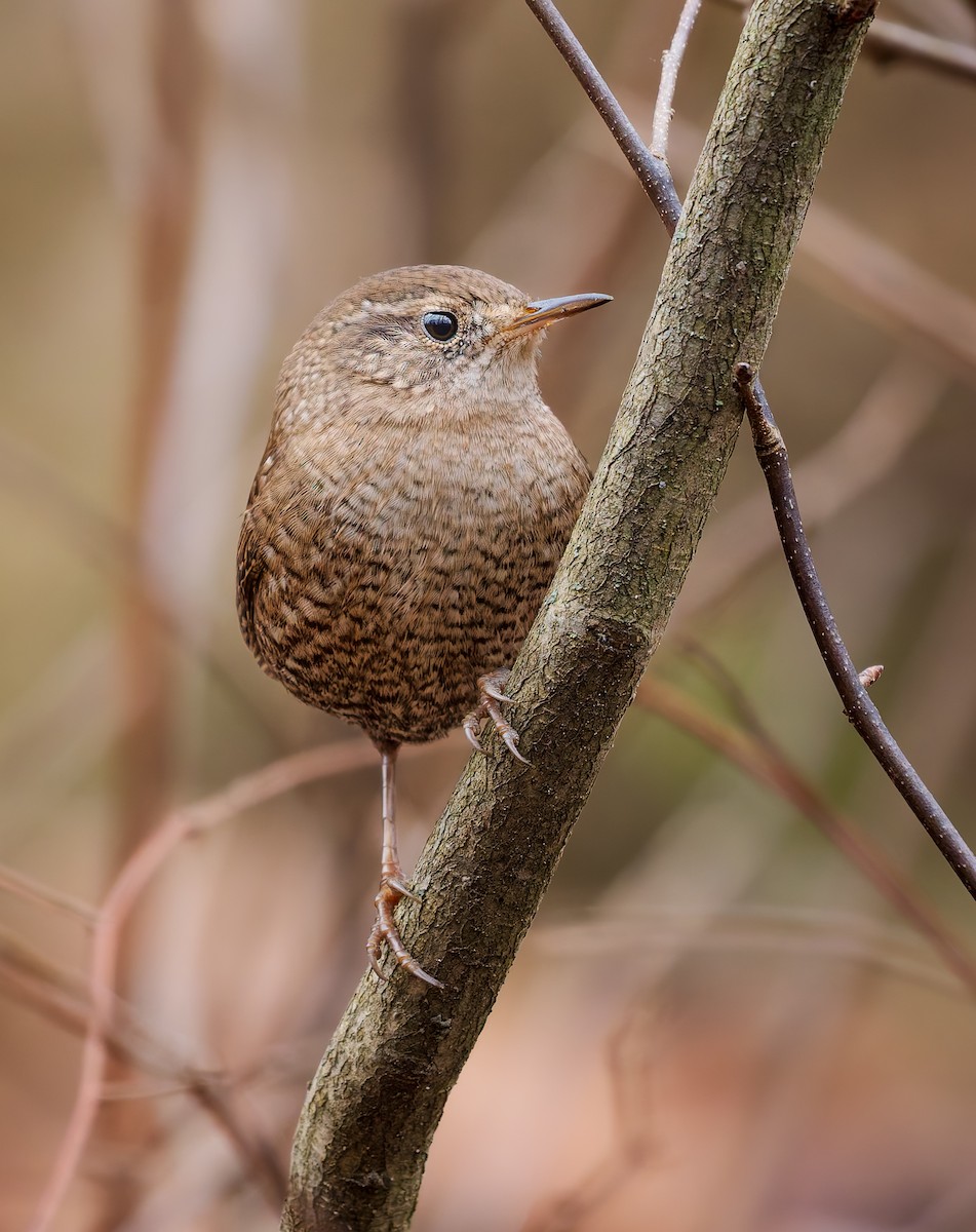 střízlík kanadský - ML645659930