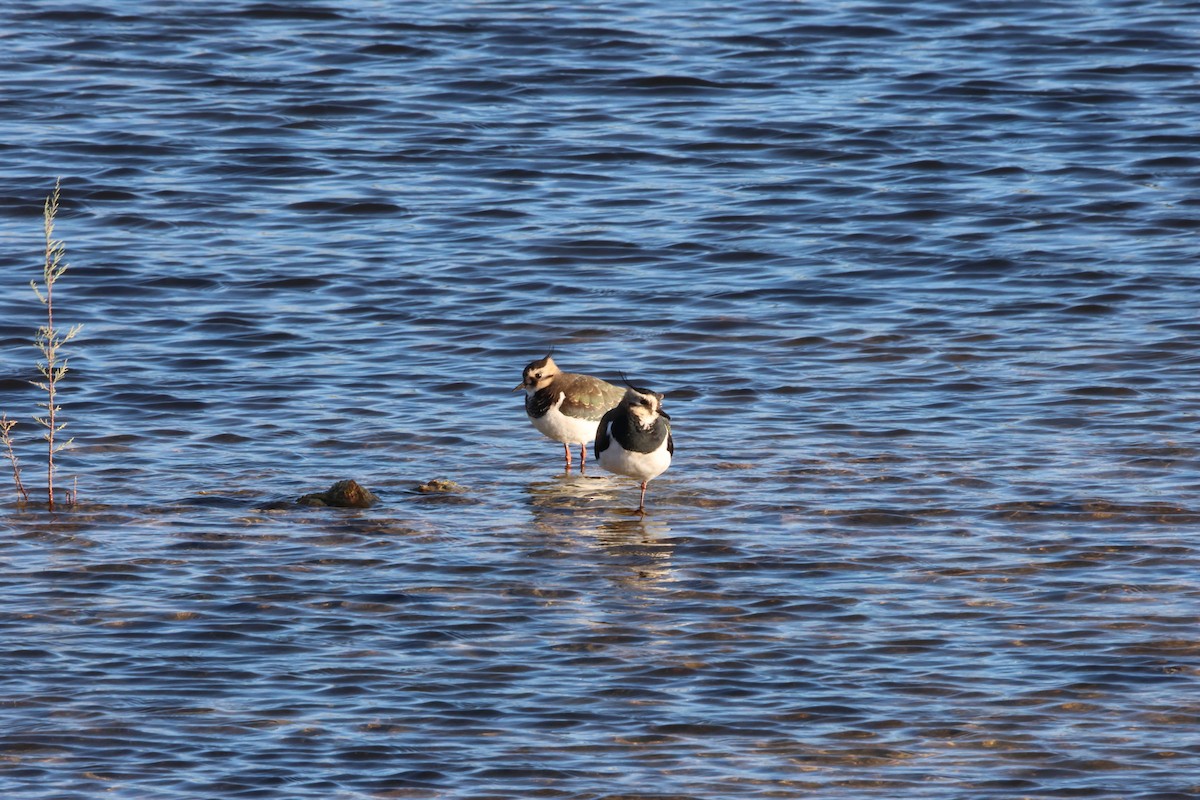 Northern Lapwing - ML645659933