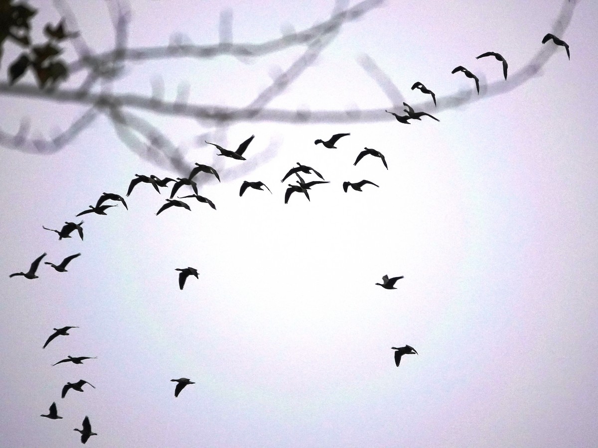 Cackling Goose - ML645659937