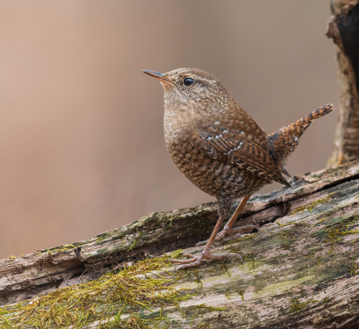 střízlík kanadský - ML645659943