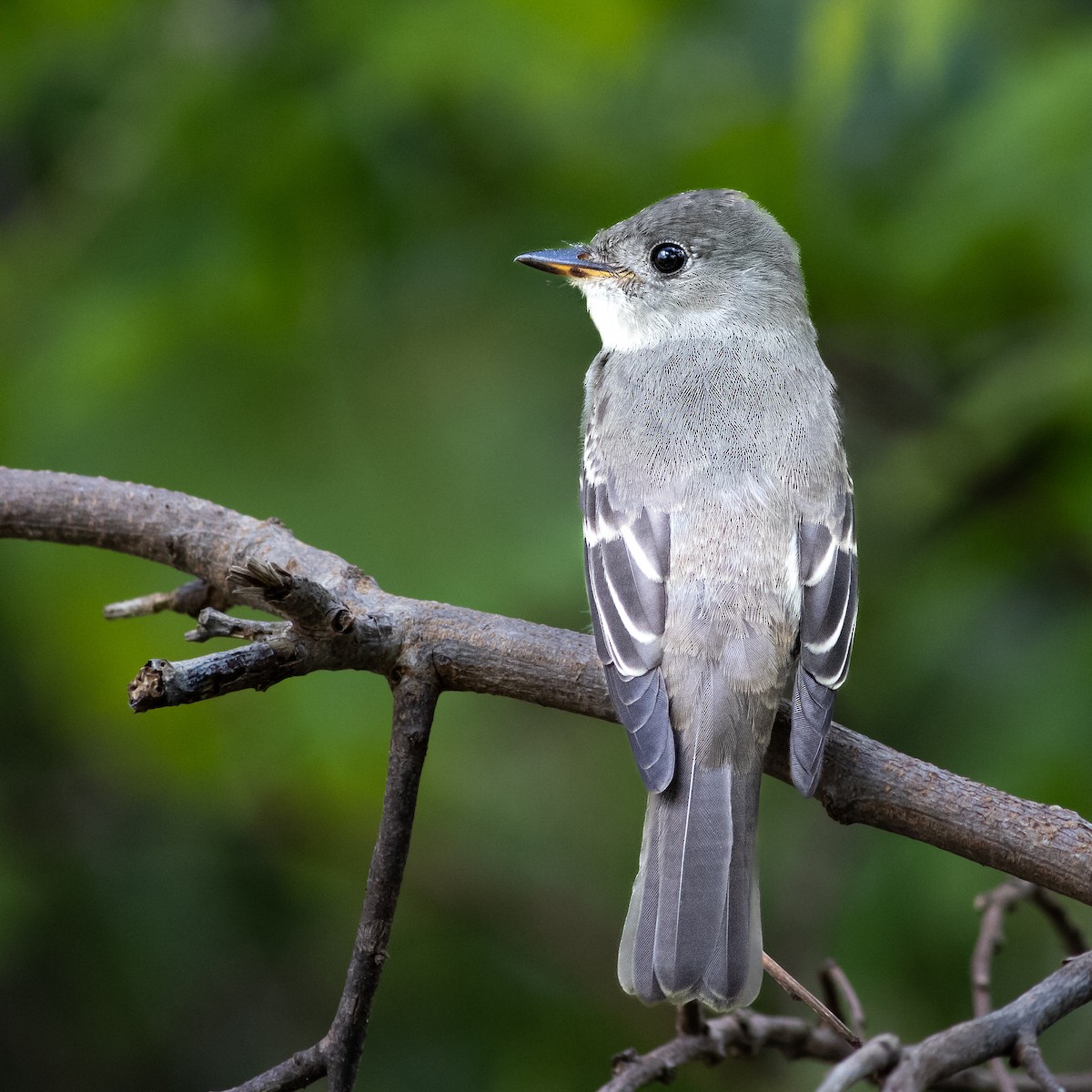 יערית מזרחית - ML645659945