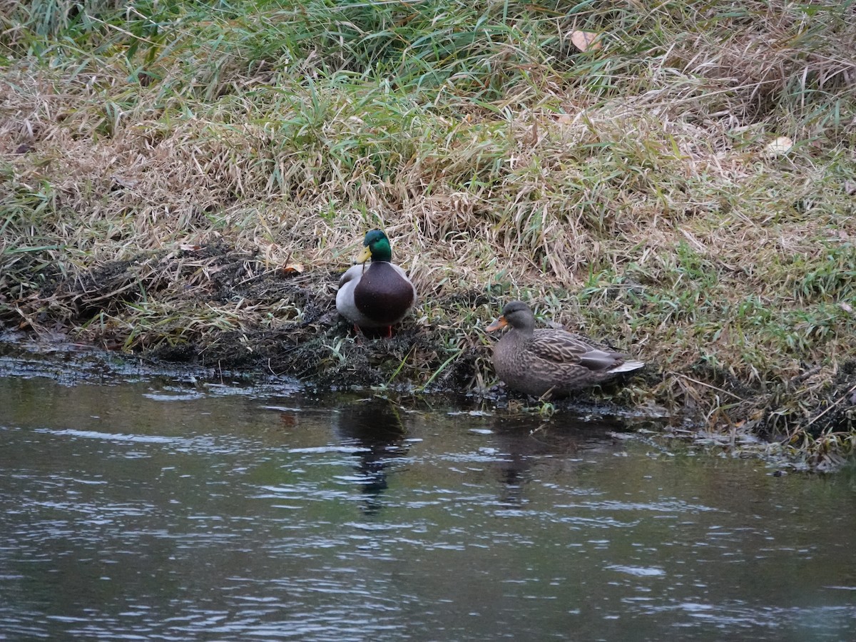 Mallard - ML645659946