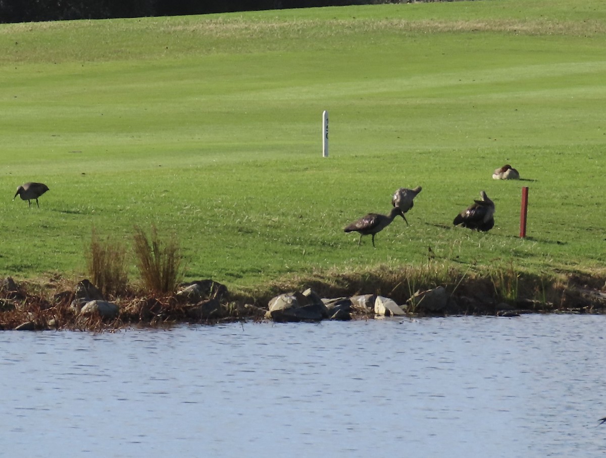 Hadada Ibis - ML645659949