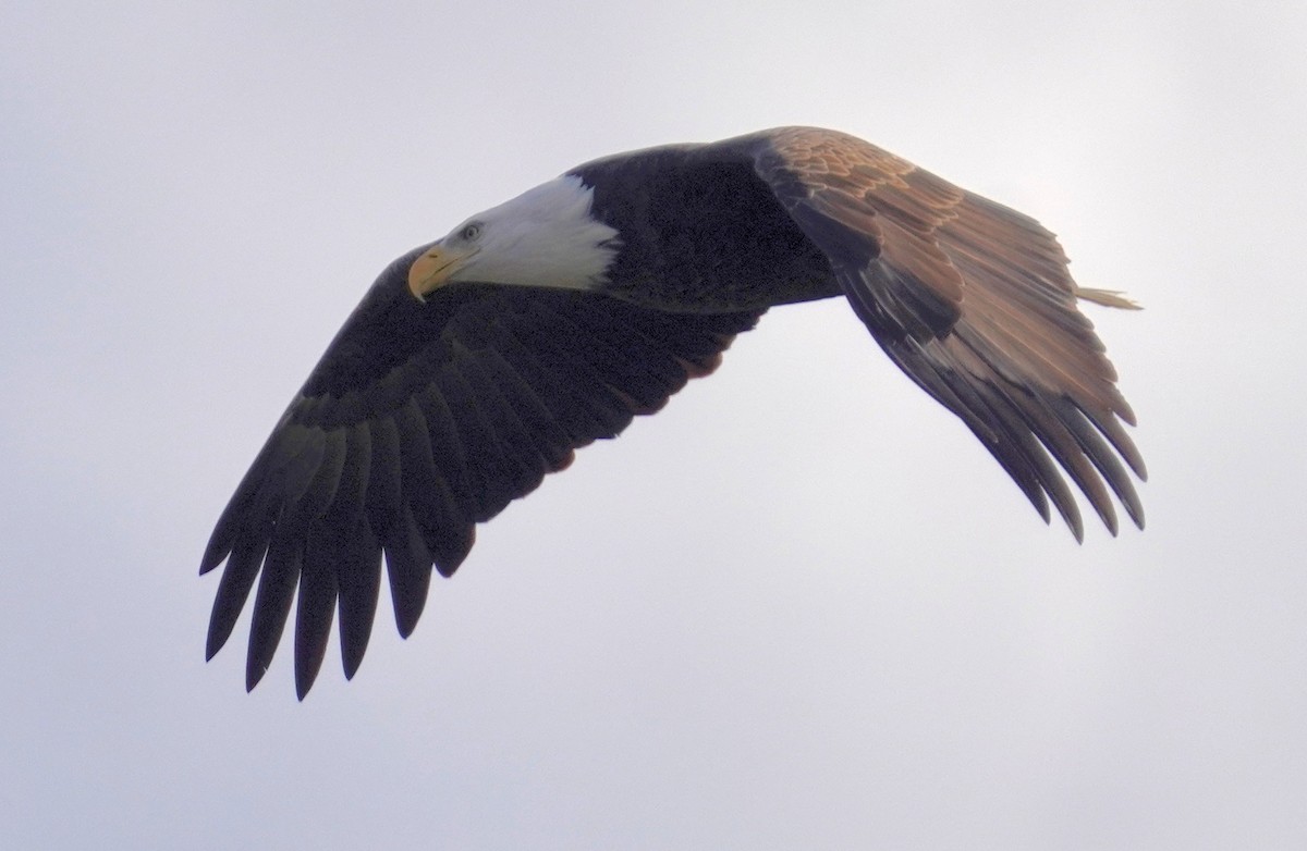 Bald Eagle - ML645659965