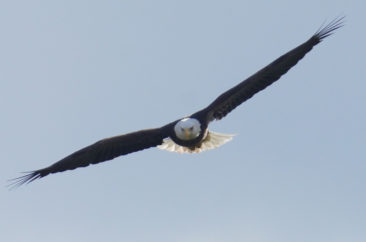Bald Eagle - ML645659970