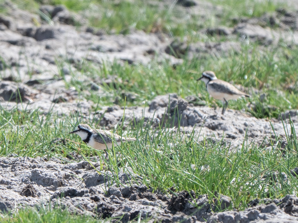 Madagascar Plover - ML645659971
