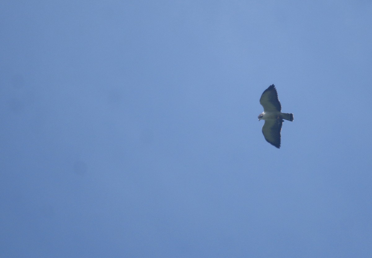 ミジカオノスリ - ML645659973