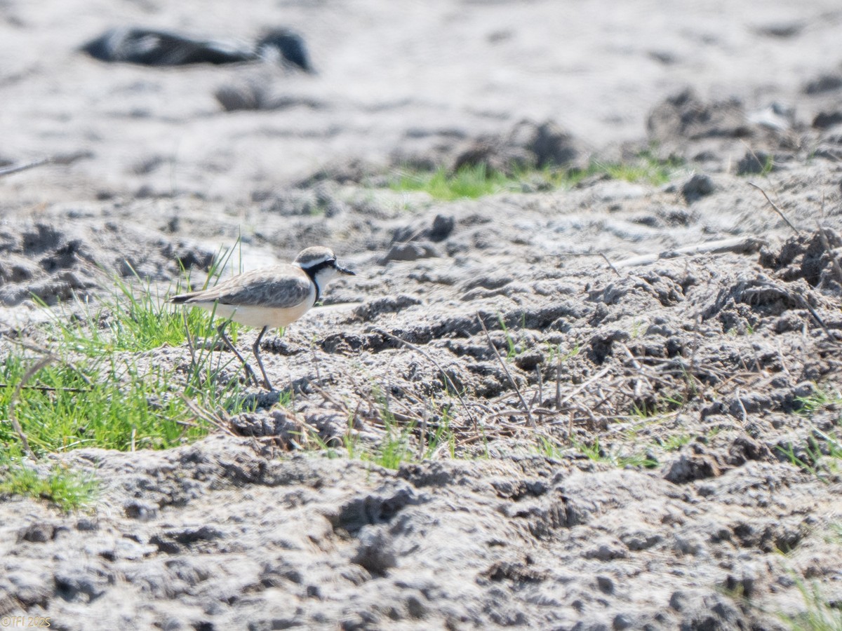 Madagascar Plover - ML645659977
