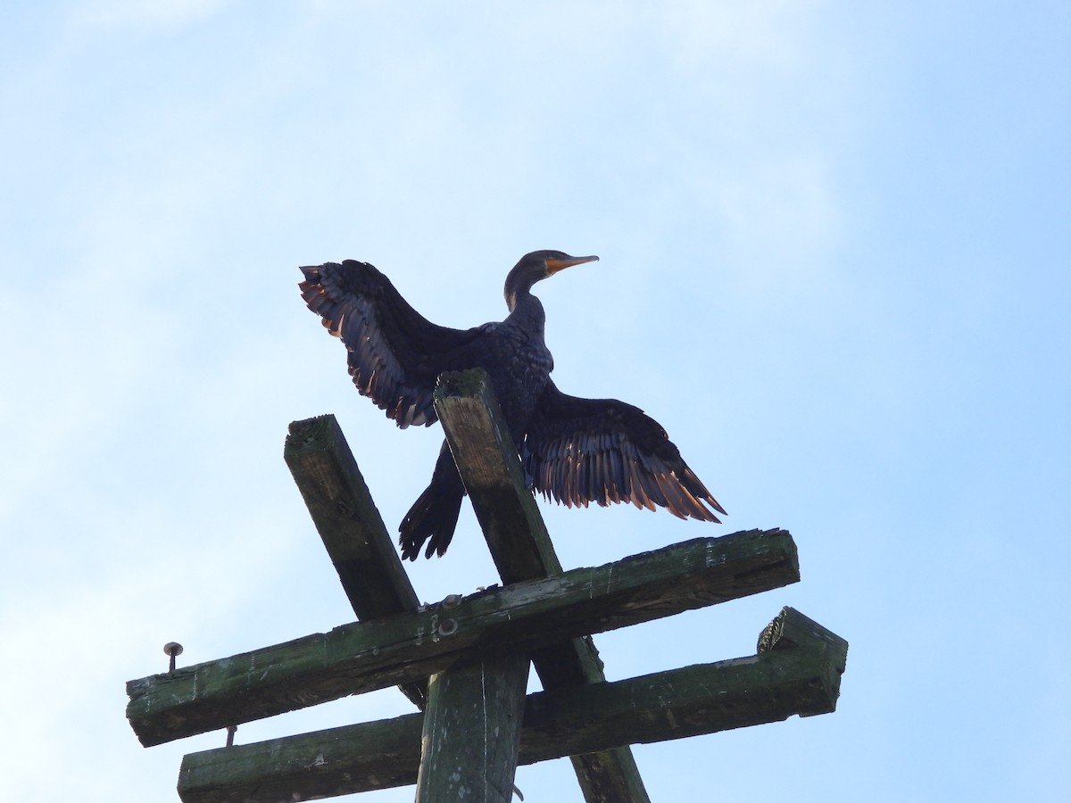 Double-crested Cormorant - ML645659980