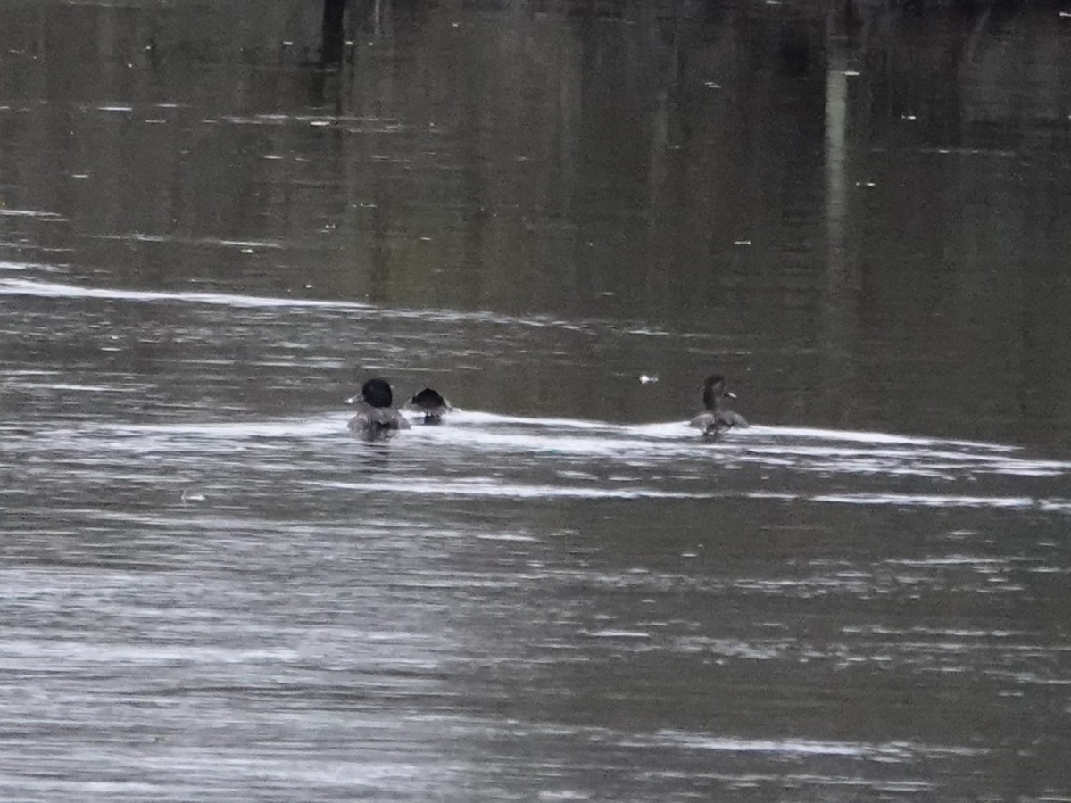 Ring-necked Duck - ML645659981