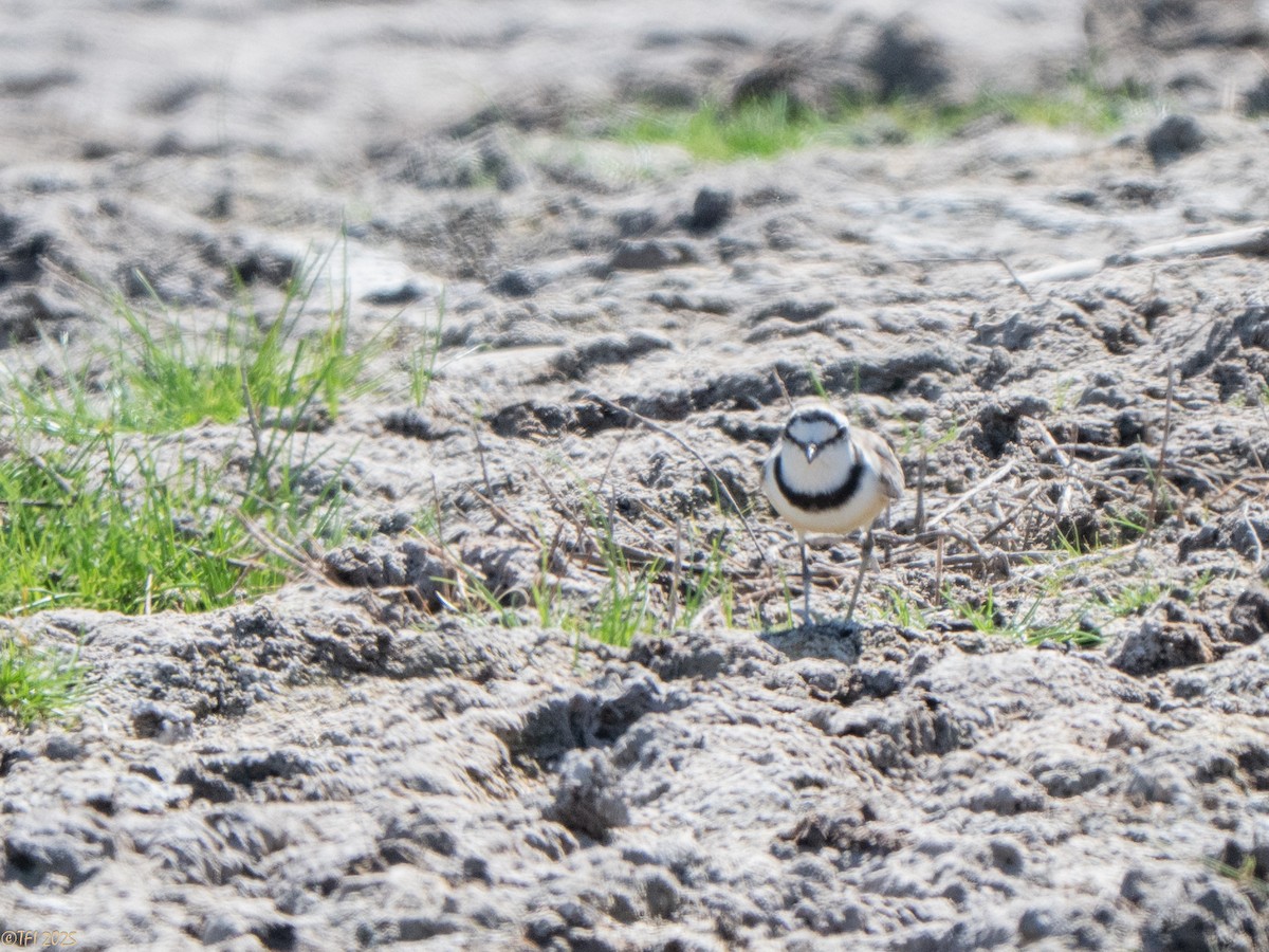 Madagascar Plover - ML645659982