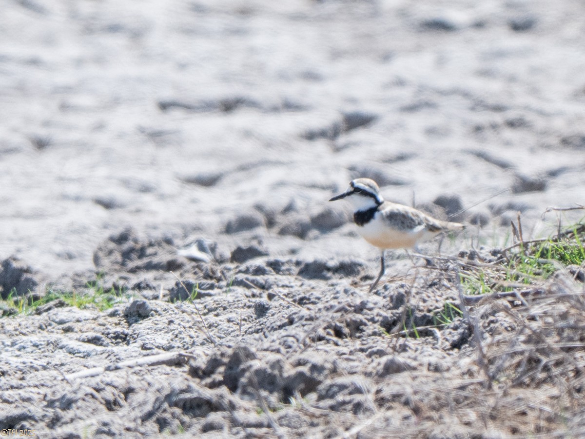 Madagascar Plover - ML645659983