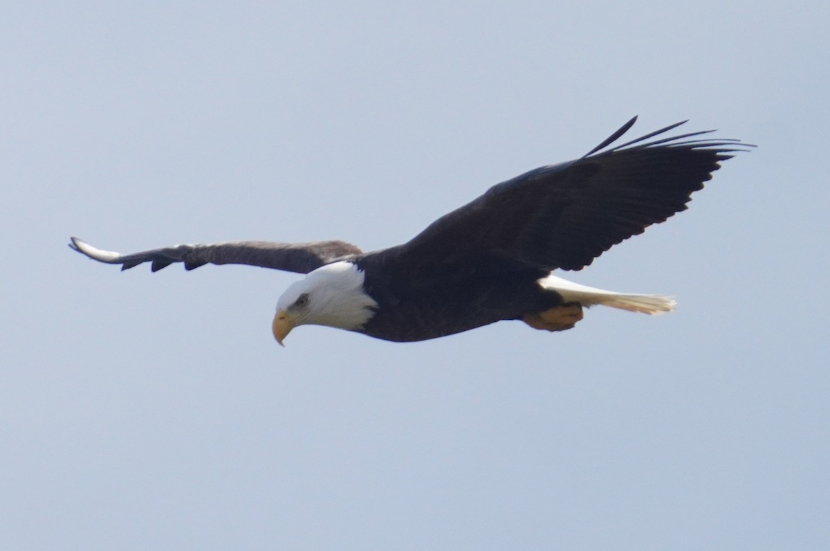 Bald Eagle - ML645659984