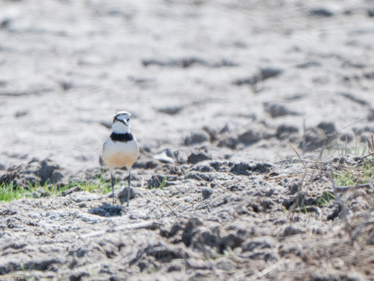 Madagascar Plover - ML645659985