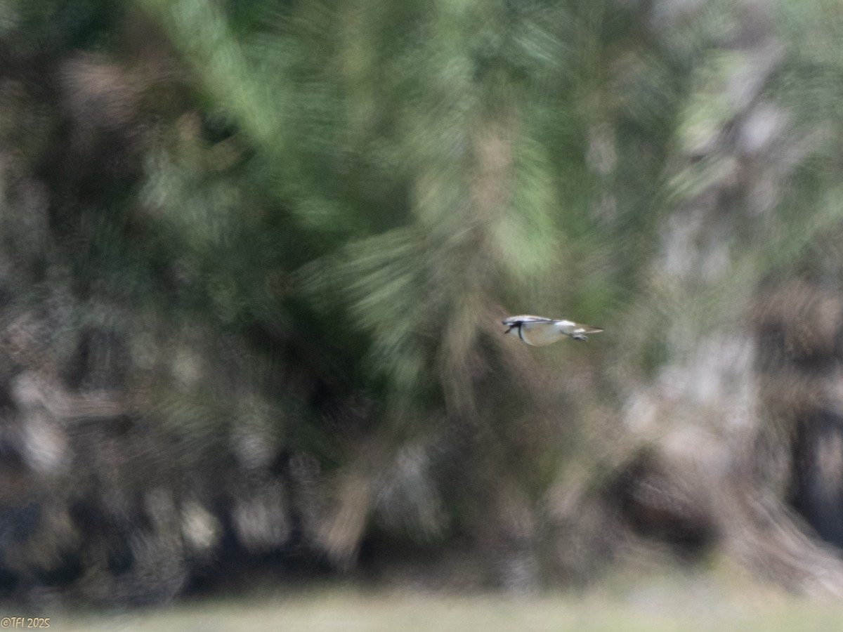 Madagascar Plover - ML645659987