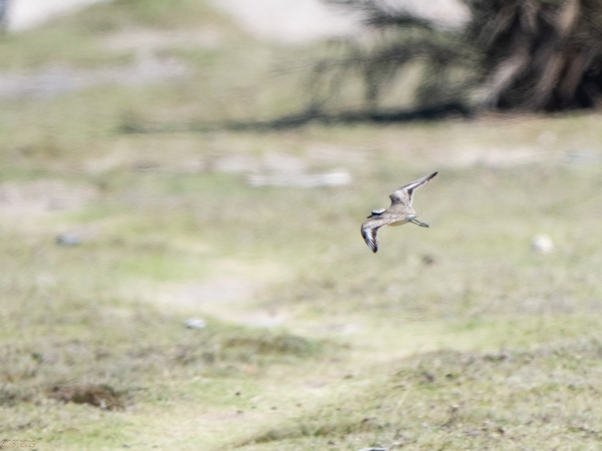 Madagascar Plover - ML645659989