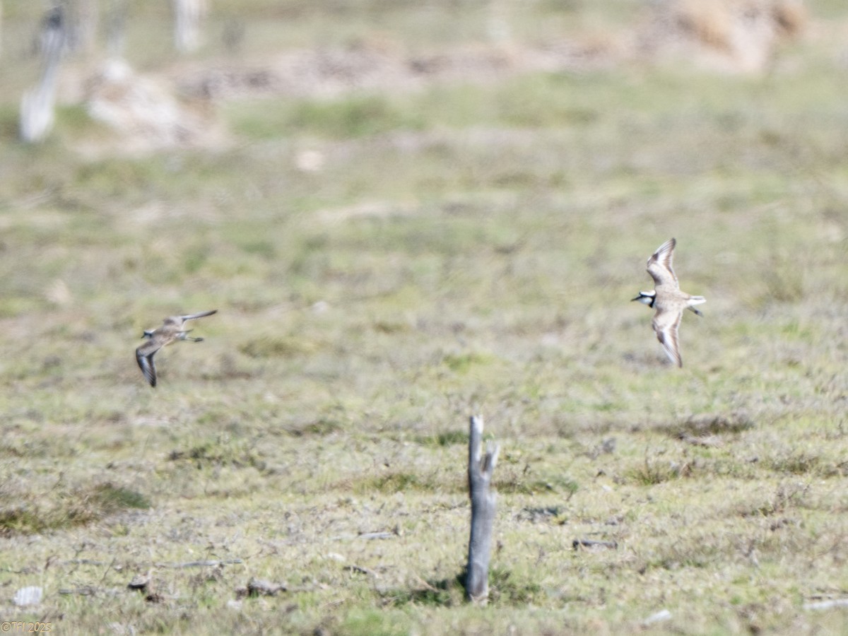 Madagascar Plover - ML645659994