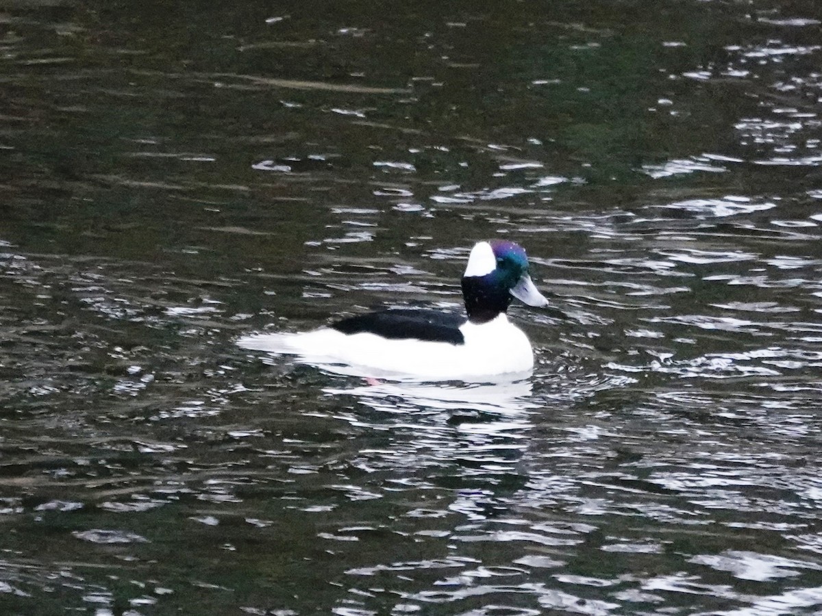 Bufflehead - ML645659996