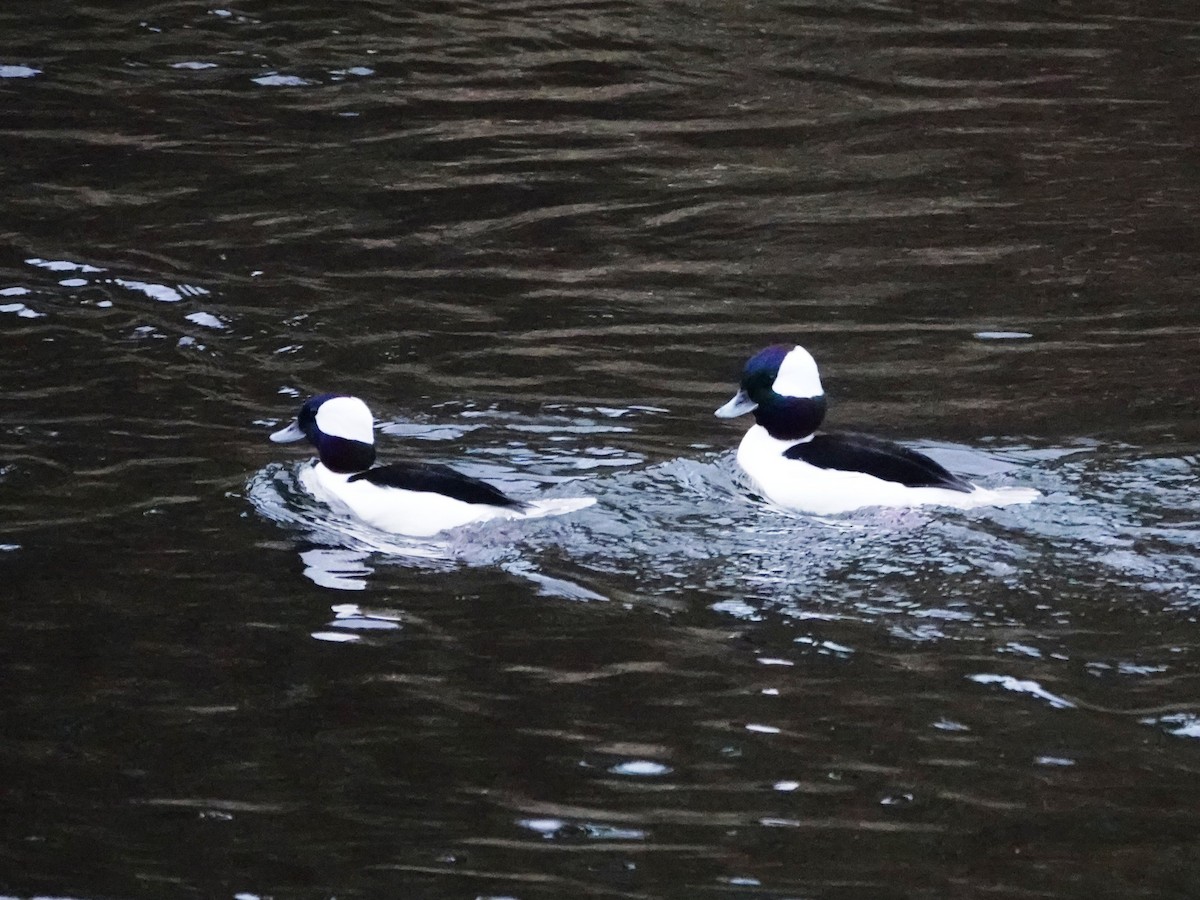Bufflehead - ML645659997